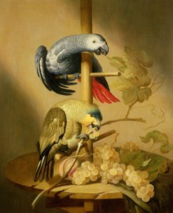 An African Grey and an Orange Winged Amazon Parrot on a Perch with Grapes